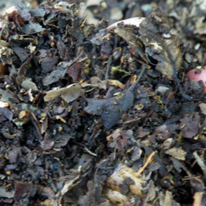 Composted Leaf Mold